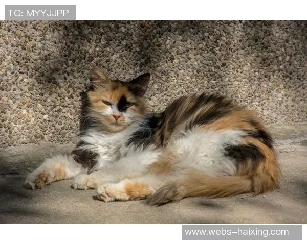 冰岛与加纳在北京单场对决谁将赢得这场精彩较量 冰岛与加纳在北京单场对决谁将赢得这场精彩较量